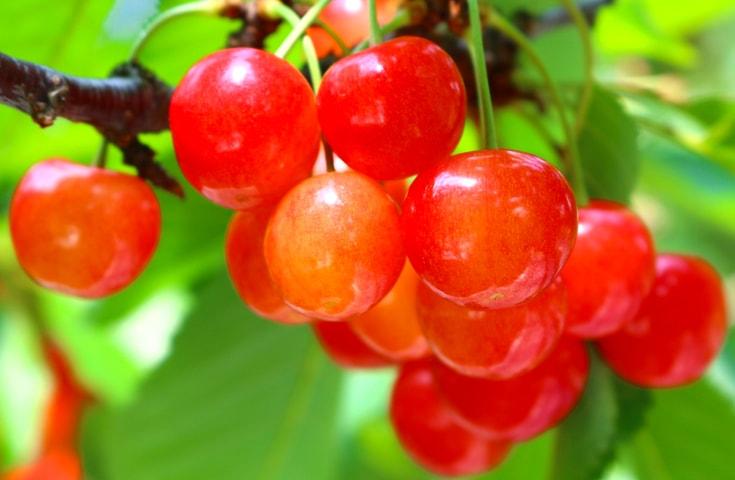 【新宿発】高級品種の「佐藤錦」が食べ放題！さくらんぼ狩りに山梨名物のほうとうで舌鼓♪富士山を望む忍野八海や富士河口湖庭園で絶景鑑賞に大満喫日帰りバスツアー