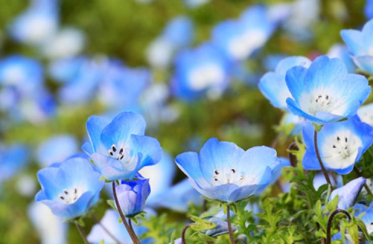 【新宿7:30発】ひたち海浜公園のネモフィラ鑑賞と甘～いイチゴ狩りの食べ比べ＆食べ放題！めんたいパークの工場見学＆試食体験ツアー