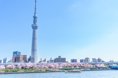  【秋葉原乗船】「隅田川千本桜＆スカイツリー観覧クルーズ」