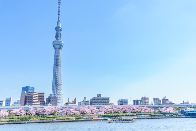 「隅田川千本桜-屋形船お花見クルーズ」揚げたて天ぷら御膳＆飲み放題付き★