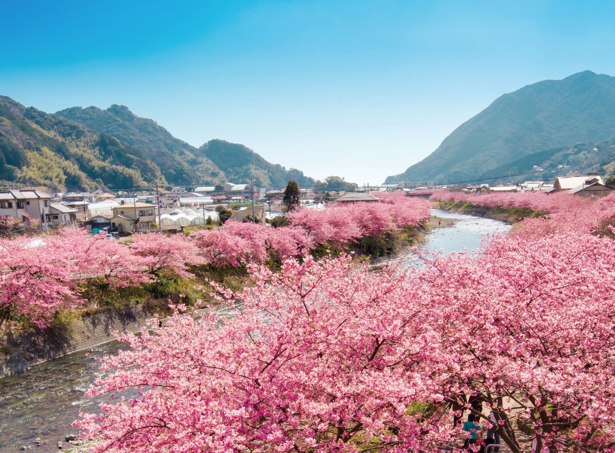 【新宿発・西船橋駅発】伊豆半島に春を告げる花紀行！河津桜まつりと熱海梅園・梅まつり　～沼津の名物『港あじ鮨』お弁当付き♪～