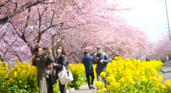 【催行決定】＜新宿発・西船橋発＞ 早咲き桜と菜の花の競演！三浦海岸の河津桜といちご狩り食べ放題・絶景スポット城ヶ島　そして、マグロの町・三崎下町ぶらり散策♪