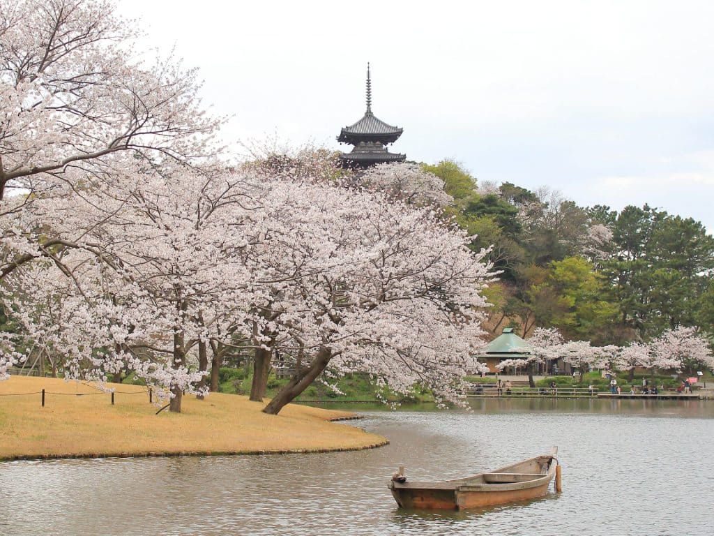 一面の青い絨毯！ひたち海浜公園「ネモフィラ」とあしかがフラワーパーク「奇蹟の大藤」　～大洗名物！『三浜たこめし』お弁当付き♪～