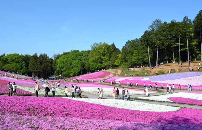 ルビーの果実 さくらんぼ狩りと東洋のナイアガラ吹割の滝＆8000株のあじさい祭り　～うれしい！「野菜詰め放題」のお土産付き♪～