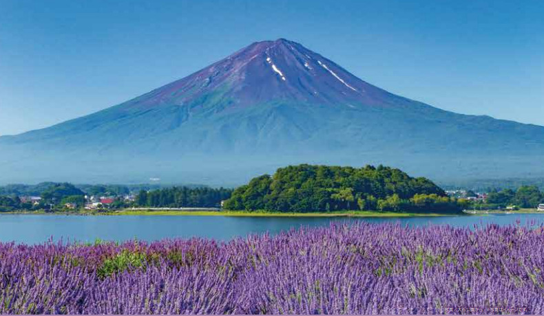 ＜新宿発・西船橋駅発＞ フルーツ王国『山梨さくらんぼ狩り』と 富士山を彩るラベンダー♪河口湖ハーブフェスティバル　そして、スイス＆山梨の郷土料理バイキングの昼食　更に大人気の「信玄餅詰め放題」のお土産も付いてま～す♪