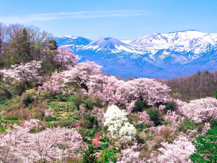 ＜新宿発・西船橋駅発＞全4食付き！ みちのく４大桜ハイライト　三春の滝桜・花見山公園・鶴ヶ城・日中線しだれ桜　～地上18階！雄大な磐梯山・猪苗代湖を望む温泉リゾートホテルに宿泊～