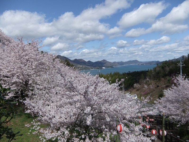 開山公園千本桜