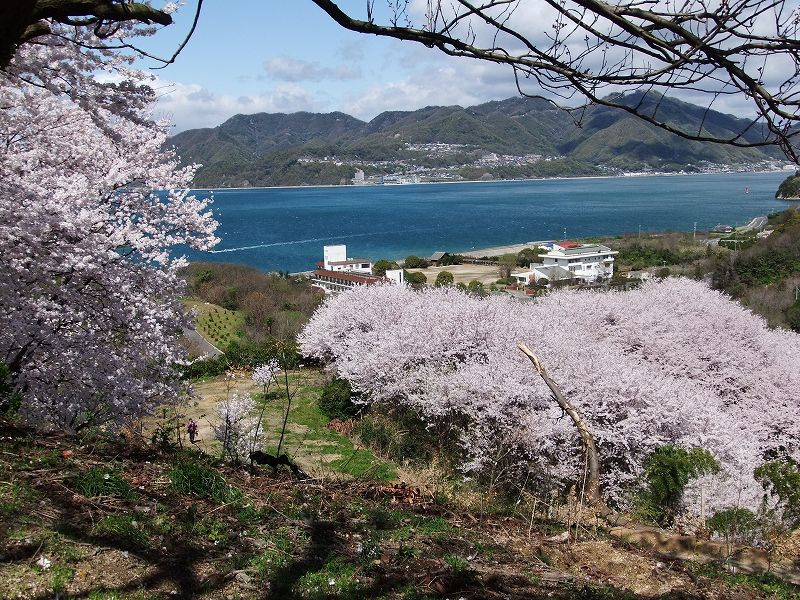 塔ノ峰千本桜