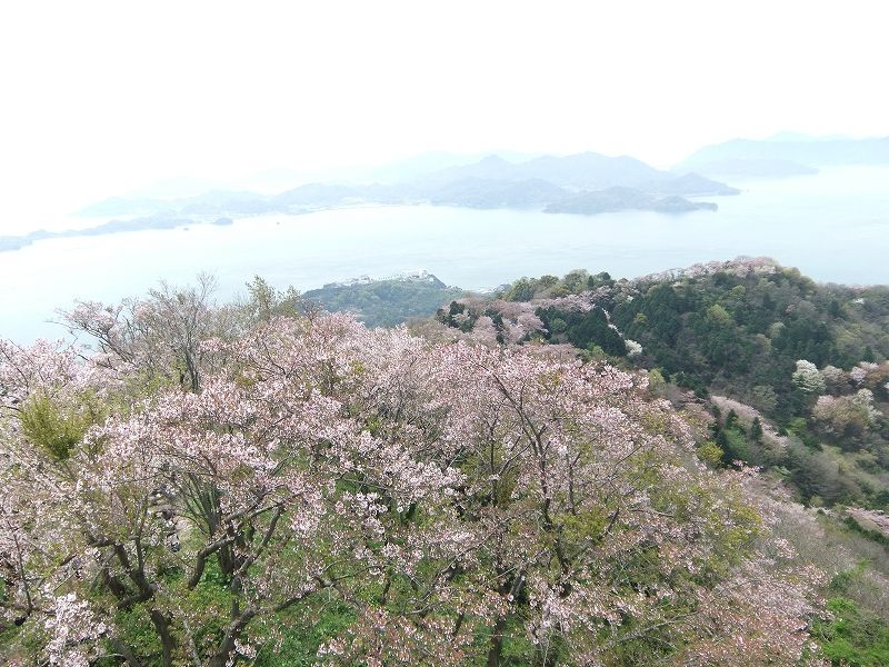 積善山三千本桜