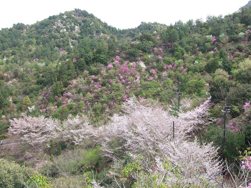 瀬戸内海しまなみさくらクルーズ～岩城島・積善山三千本の桜ハイキング～