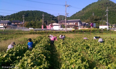 【2023年京都秋の旬!】黒豆のえだまめ街道と黒豆のイタリアンランチ-黒豆の枝豆もぎり体験付き‐〈専用車１台8名様限定〉