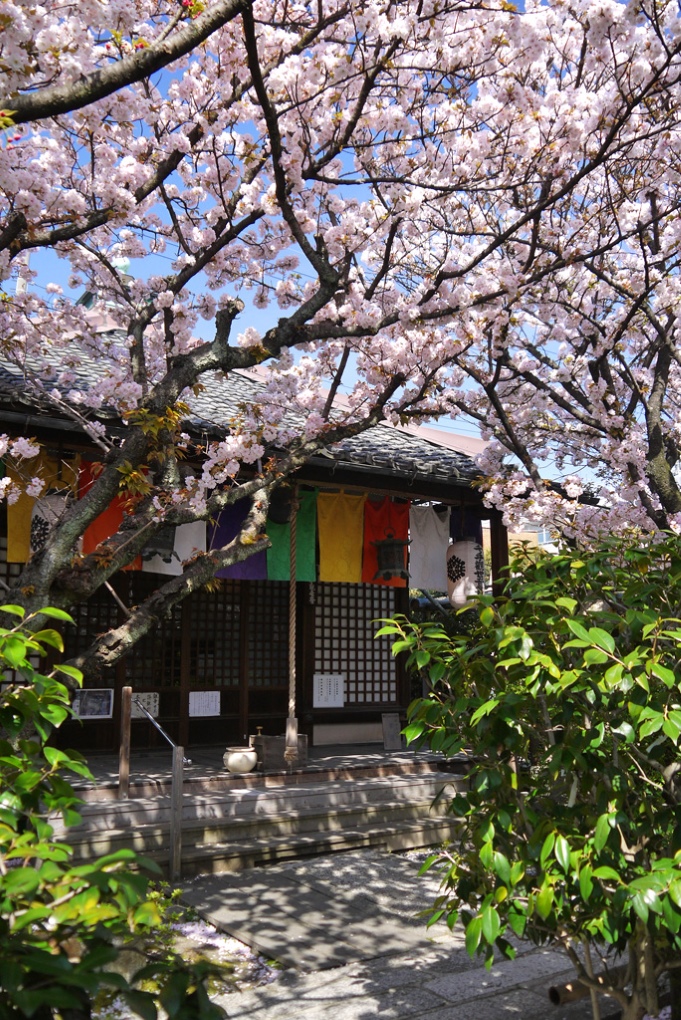【3日間限定！】これだけは見てほしい！知ってほしい！京都桜の名所案内♪〈専用車1台8名様限定〉