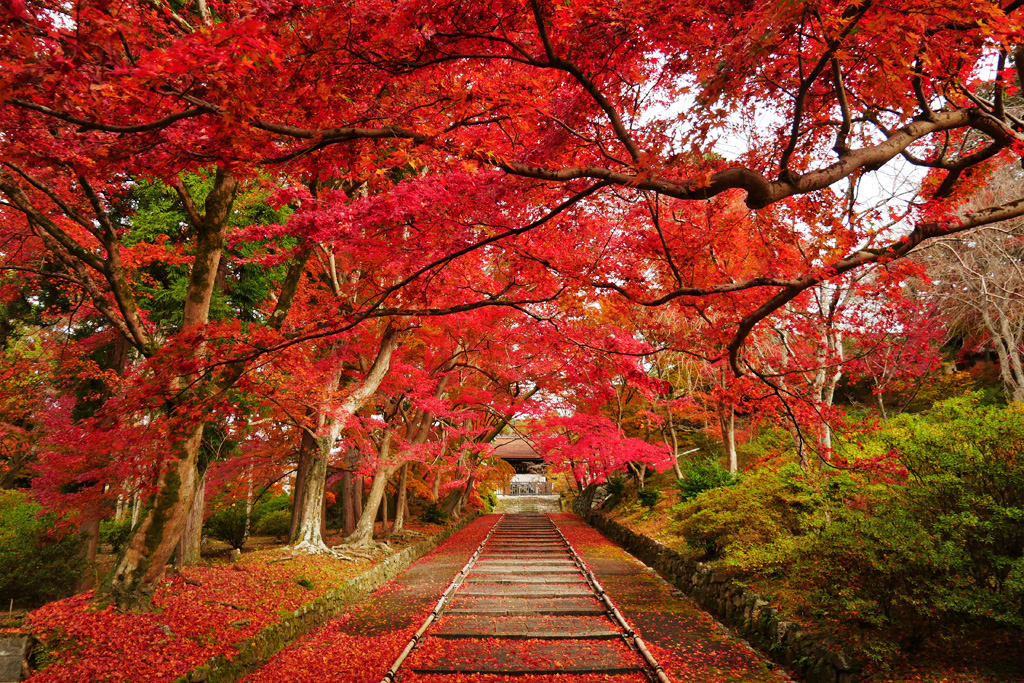 【紅の京都】赤でつなぐ紅葉ストーリー♬ ～薄紅から深紅まで奏でるように旅をする♪～〈専用車1台8名様限定〉