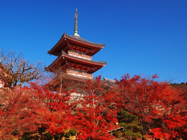 京都の名所をぐるっと巡る！お手軽6時間プラン★観光タクシーで楽々♪