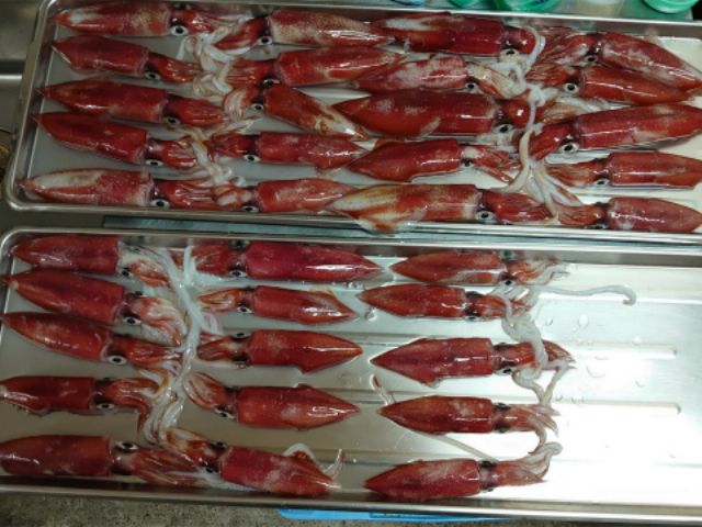【乗船料のみ♪】令和丸でいく船釣り◆アカイカ釣り体験（半夜便6h）