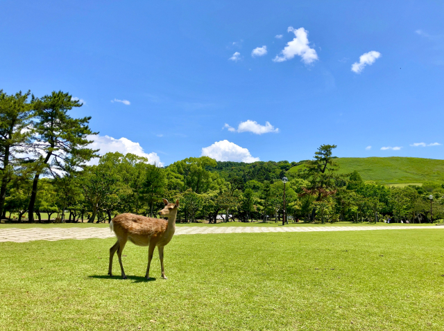 関西空港・大阪市内希望場所発ー奈良公園・東大寺ー伏見稲荷大社ー清水寺ーあべのハルカスー関西空港・大阪市内希望場所着（10時間）