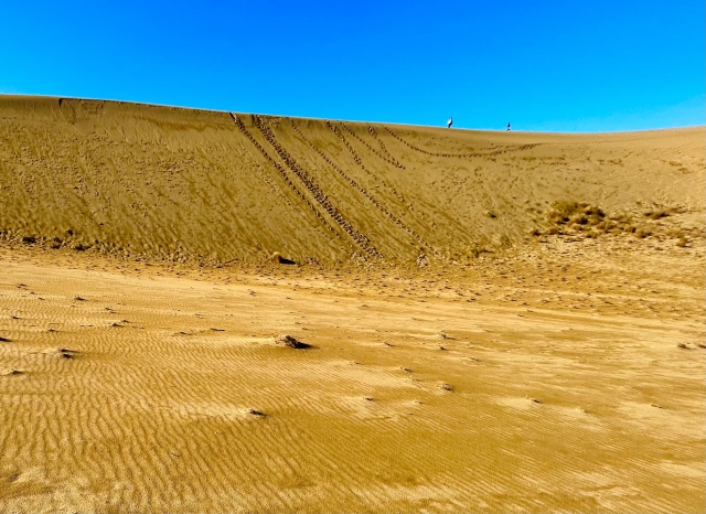 「観光コース」鳥取砂丘と砂の美術館と鳥取城址・仁風閣コース
