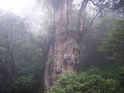 縄文杉トレッキングツアー