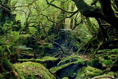 ～一面苔の世界・もののけ姫の森～