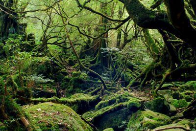 ～一面苔の世界・もののけ姫の森～