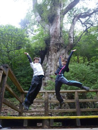 【スペシャルコース】1日で縄文杉と白谷雲水峡（太鼓岩）を歩くツアー（上級者向け）【屋久島道の駅観光】