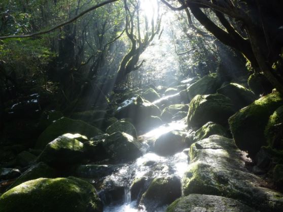 屋久島道の駅観光