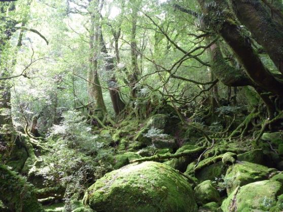 屋久島もののけの森＆太鼓岩「白谷雲水峡ツアー」