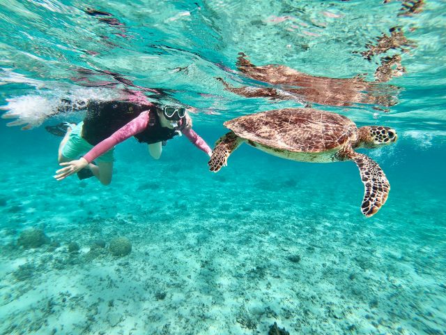 【奄美大島】奄美ブルーの海を家族で泳ごう！ウミガメ探索ビーチシュノーケル~ファミリーにおすすめ~【ジュニアコース】