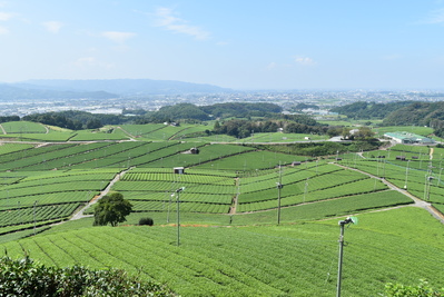 日本茶鑑定士の店主がいる茶房『星水庵』で八女茶の飲み比べを楽しむ日帰りバスツアー＜昼食付＞
