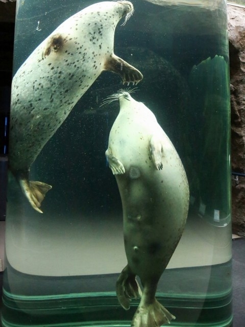 「旭山動物園+ファーム富田スタープラン」 10時間　貸切チャーター　札幌市内(発着)