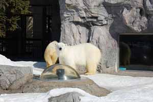 「北海道の浪漫　旭山動物園、旭岳ロープウェー、旭川ラーメン村」　１２時間　ワンボックスジャンボ　(お客様9人乗り)