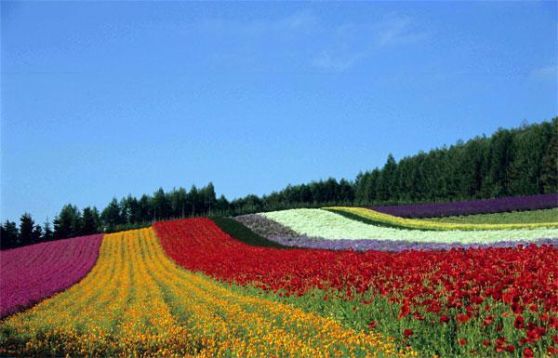 富良野・美瑛・トマム