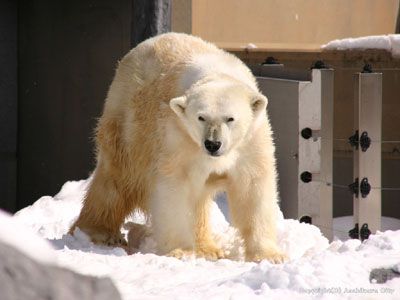 【旭山動物園１ＤＡＹピクニック号】～動物園滞在たっぷり3時間30分！北海道の冬をたくましく生きる動物たちを見に行こう！～