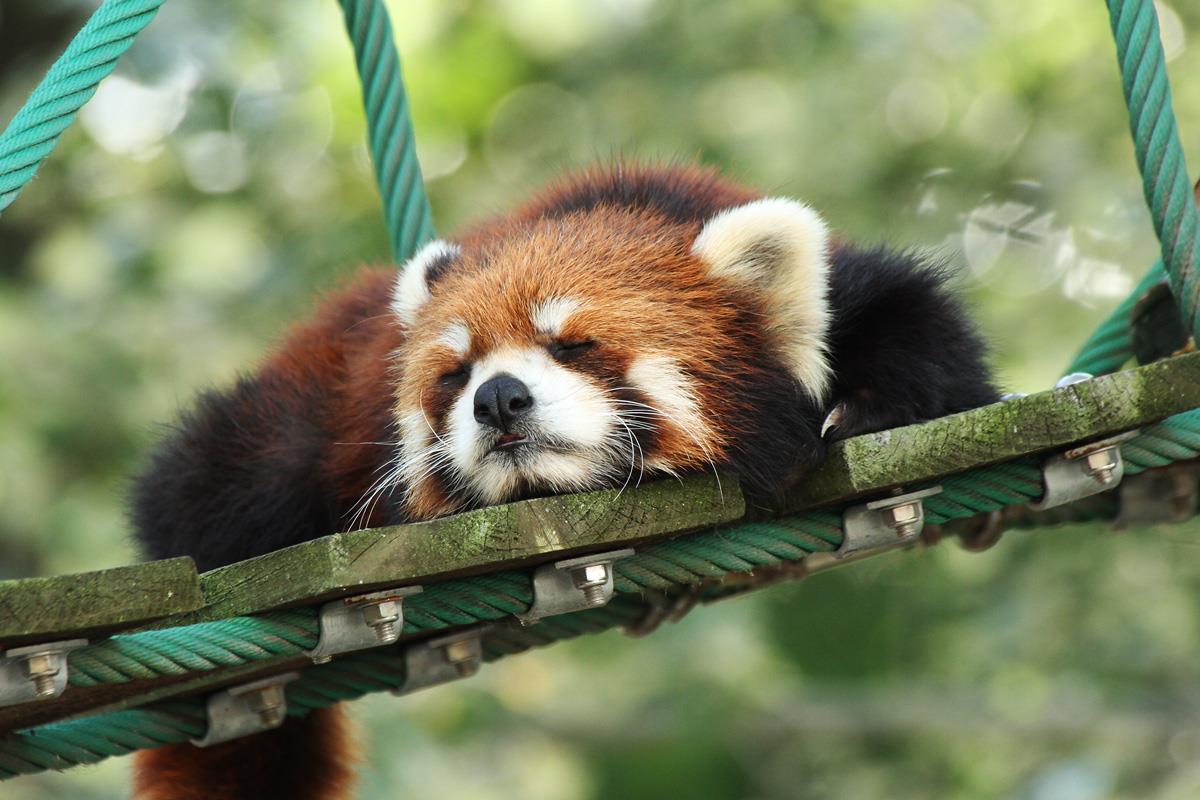 旭山動物園・美瑛・青池・富良野 1 DAY Picnic號