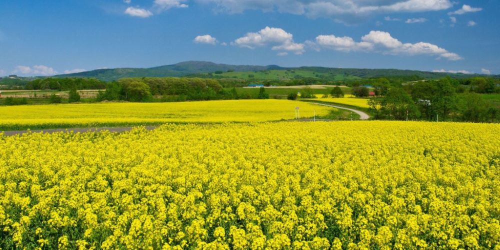 ＜北海道リゾートライナー＞たきかわ菜の花まつり 日帰りバスツアー ～春の絶景・たきかわ菜の花まつりと、砂川の人気”SHIRO”＆映画ロケ地ワイナリーで贅沢なひとときを。アップルパイのお土産付き～