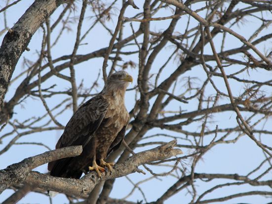 ＜網走・バードウォッチング＞網走でオオワシ・オジロワシ観察！ワシわしウォッチング
