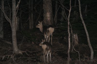 夜の動物ウォッチング