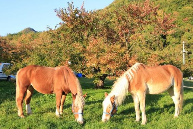 札幌で初めての乗馬体験