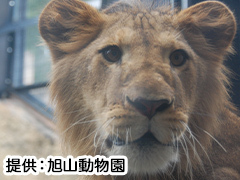 9：30発／札幌駅前バスターミナル★乗り換えなしで動物園へ直行！観光ガイドの楽しい車窓案内付きで楽々旭山動物園へGO！