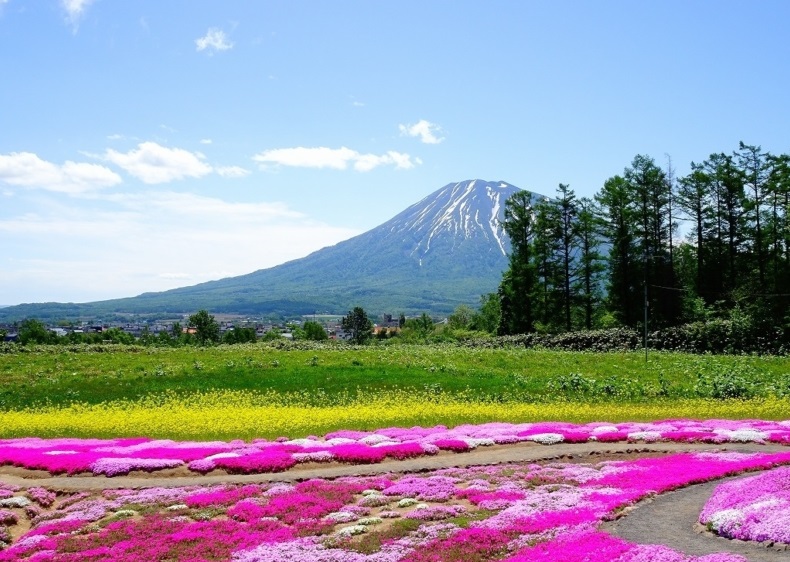 ★HOKKAIDO LOVE!割★【札幌9:00発】俱知安 三島さんの芝ざくら庭園とヒルトンニセコビレッジのランチビュフェ&温泉入浴付き<札幌発着:日帰りバス>