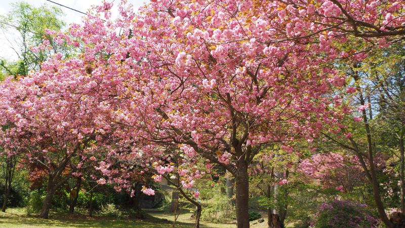 🌸伊達有珠善光寺の観桜と天然温泉豊浦しおさい🌸＜札幌発着：日帰りバス＞