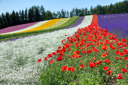 【HOKKAIDO LOVE!割】【札幌９：００出発】ゆっくりホテルランチと絶景！ベストシーズンの花畑巡り＜札幌発着：日帰りバス＞