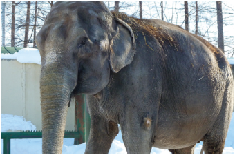 ■■帯広駅バスターミナル発着■■家族でのんびり思い出づくり『おびひろ動物園』バスパック