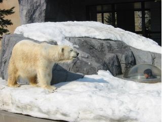 冬の旭山動物園と期間限定イベント”青い池ライトアップ