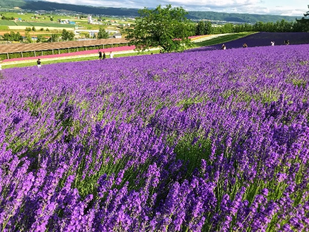 富良野 美瑛観光バスツアー 札幌発 旅プラスワン 富良野 美瑛観光バスツアー 札幌発 旅プラスワン