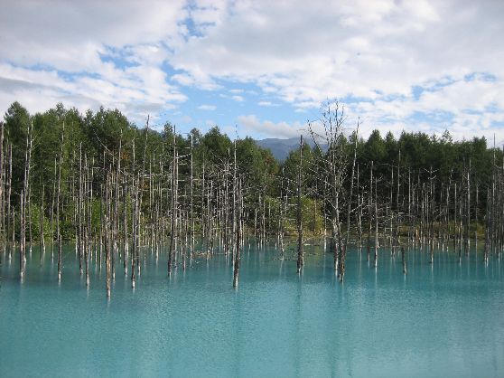 夏の旭山動物園と神秘の青い池ラベンダー咲き誇るファーム富田80分滞在