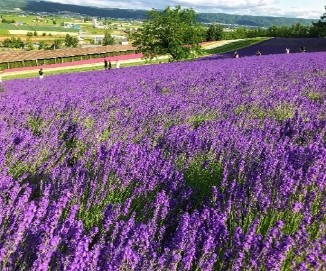 【前方席確約プラン】ＪＲ札幌駅北口8：25発／富良野・美瑛物語＜ラベンダー編＞ ファーム富田90分滞在＆日本最大級のラベンダー畑「ラベンダーイースト」青い絶景「青い池」とふらのワイナリーでランチ付コース♪