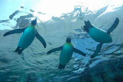 旭山動物園とライトアップ青い池・白ひげの滝、道の駅びえい「白金ビルケ」にも立ち寄り！