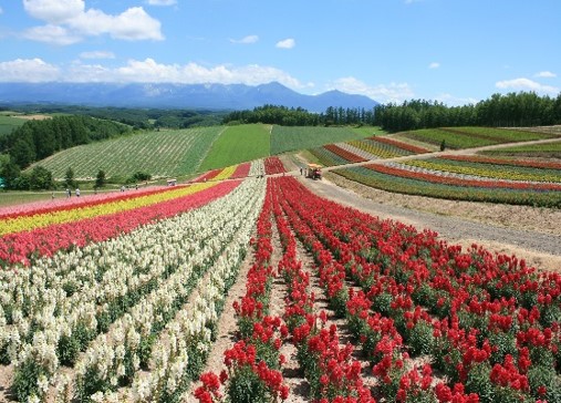 ★HOKKAIDO LOVE!割★人気スポットを効率よくめぐる!旭山動物園と青い池・ファーム富田・四季彩の丘