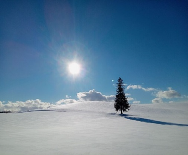 ＜フリーWi-Fiバス利用　３・４月限定企画＞旭山動物園と雪景色の富良野・美瑛　ニングルテラス・白樺回廊・クリスマスツリーの木